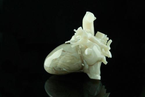 photo of the heart model prize