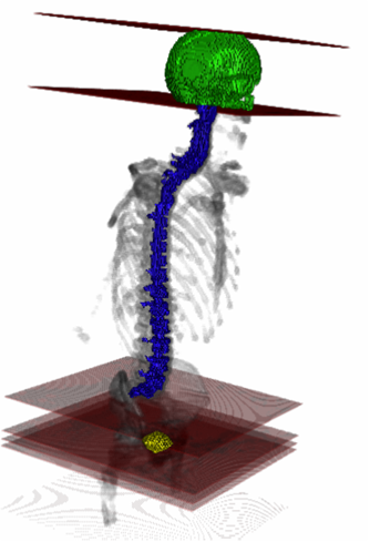 Whole Segmentation