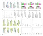 AI in Learning Anatomy and Restoring Central Incisors: A Comparative Study