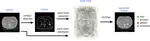 SCONet: Convolutional Occupancy Networks For Multi-Organ Segmentation