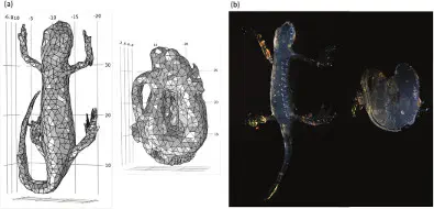 Modelling skin surface areas involved in water transfer in the Palmate Newt (Lissotriton helveticus)